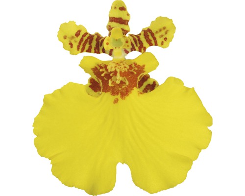 Einzelne gelbe Dancing Lady Orchidee mit braunen Markierungen