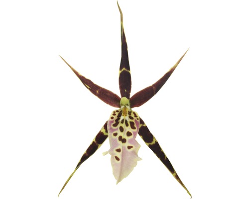 Einzelne Spinnenorchidee Blüte