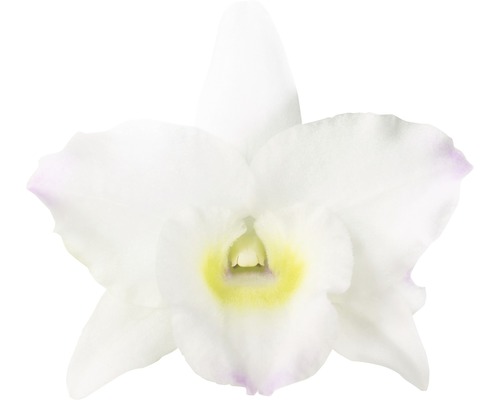 Weiße Orchideenblüte
