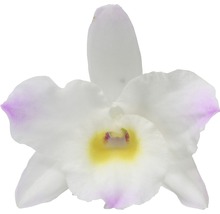 Nahaufnahme einer einzelnen Orchideenblüte