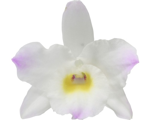 Nahaufnahme einer einzelnen Orchideenblüte