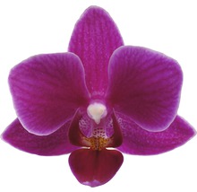 Nahaufnahme einer einzelnen Orchideenblüte