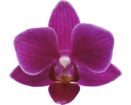 Nahaufnahme einer einzelnen Orchideenblüte