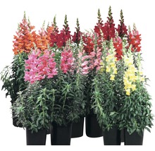 Verschiedenfarbige Löwenmäuler in Töpfen