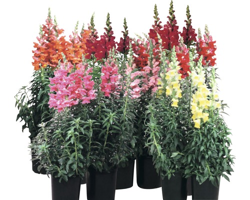 Verschiedenfarbige Löwenmäuler in Töpfen