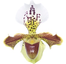Frauenschuh einzelne Blüte