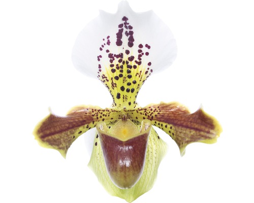 Frauenschuh einzelne Blüte