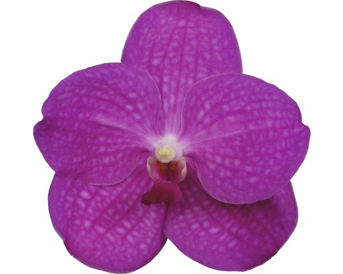 Nahaufnahme einer lila Orchideenblüte