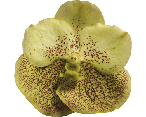 Gelbe Orchideenblüte mit roten Flecken