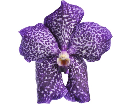Nahaufnahme einer einzelnen, violetten Vanda-Orchidee mit weißen Flecken