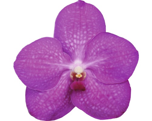Lila Orchideenblüte