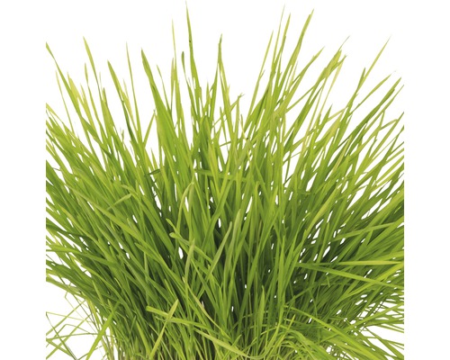 Grashalm Nahaufnahme