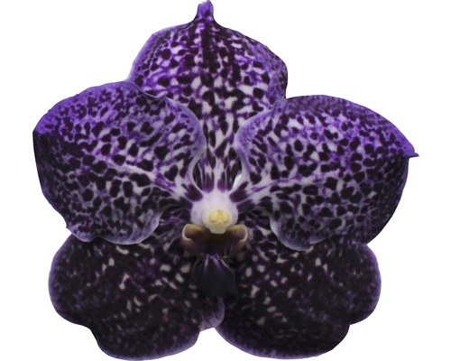 Einzelne Vanda Orchidee Blüte mit Punktmuster