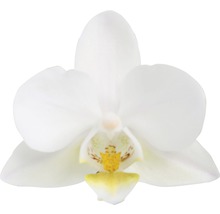 Schmetterlingsorchidee FloraSelf Phalaenopsis multiflora 'Soft Cloud' H 45-55 cm Ø 12 cm Topf 4 Rispen