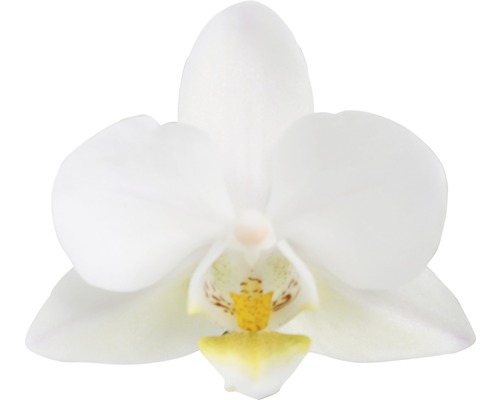 Nahaufnahme einer einzelnen weißen Orchideenblüte.