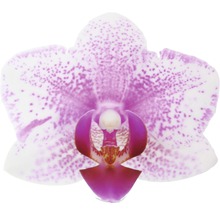 Nahaufnahme einer einzelnen Orchideenblüte mit Punktmuster