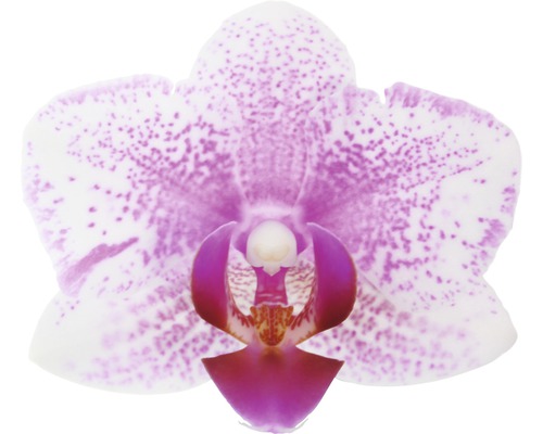 Nahaufnahme einer einzelnen Orchideenblüte mit Punktmuster
