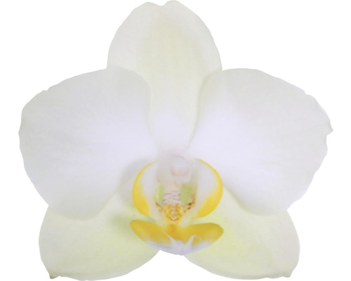 Einzelne weiße Orchideenblüte