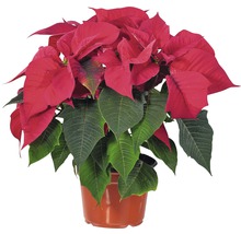 Weihnachtsstern im Topf mit roten Hochblättern und grünen Blättern