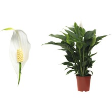 Einblatt FloraSelf Spathiphyllum wallisii H 90-105 cm Ø 21 cm Topf