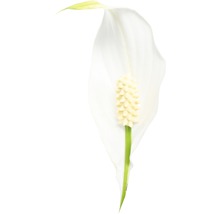 Einblatt FloraSelf Spathiphyllum wallisii H 90-105 cm Ø 21 cm Topf