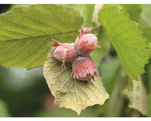 Bio Fruchthaselnußstrauch FloraSelf Bio Corylus fructo maxima 'Wunder von Bollweiler' H 80-100 cm Co 5 L