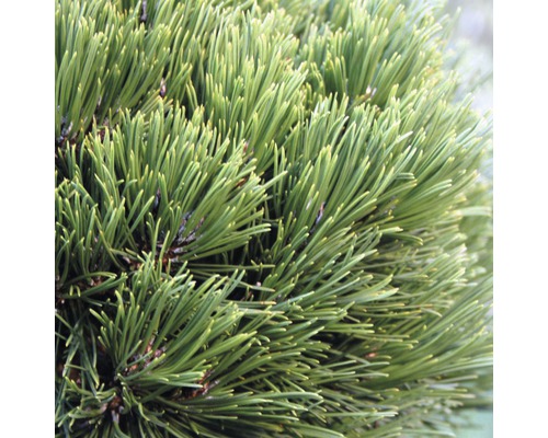 Schlangenhaut-Kiefer Botanico Pinus leucodermis 'Schmidtii' H 15-20 cm Co 3,7 L Detailaufnahme einer Zwergkiefer mit Nadeln