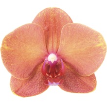 Nahaufnahme einer einzelnen orangefarbenen Orchideenblüte