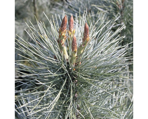 Weymouths-Kiefer Botanico Pinus monticola 'Ammerland' H 60-80 cm Co 10 L