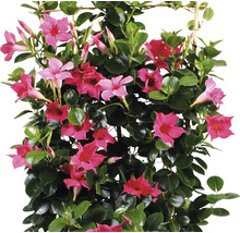 Dipladenie, Trichterblüte Spalier FloraSelf Dipladenia mandevilla Gesamthöhe ca. 90 cm Ø 21 cm Topf rosa
