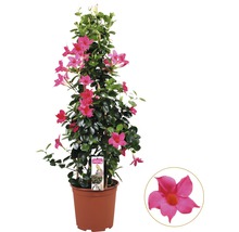 Dipladenia im Topf mit Rankhilfe und Blüte