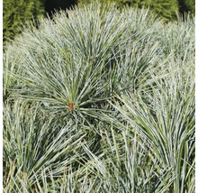 Weymouths-Kiefer Botanico Pinus strobus 'Minima' H 25-30 cm Co 3,7 L