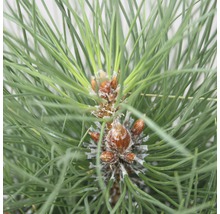 Säulen-Schwarzkiefer Botanico Pinus nigra 'Green Tower' H 50-60 cm Co 6 L-thumb-0