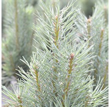 Säulen-Kiefer Botanico Pinus sylvestris 'Fastigiata' H 40-60 cm Co 6 L