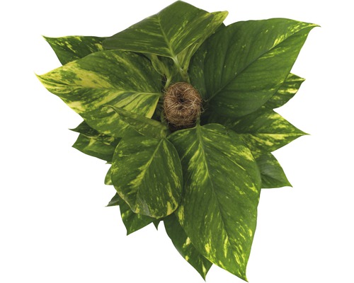 Goldene Efeutute Zimmerpflanze mit Rankhilfe