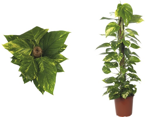 Zimmerpflanze Efeutute auf einem Moosstab im Topf, zwei Ansichten