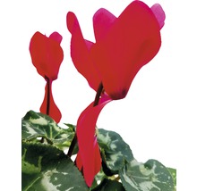 Zyklame mit Blättern