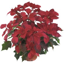 Weihnachtsstern Pflanze im Topf