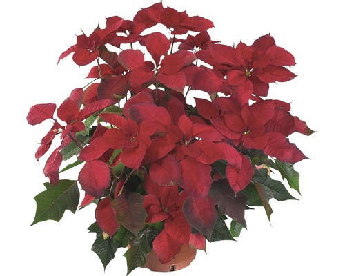 Weihnachtsstern Pflanze im Topf