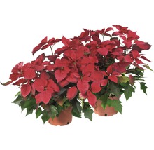 Zwei Weihnachtssterne im Topf