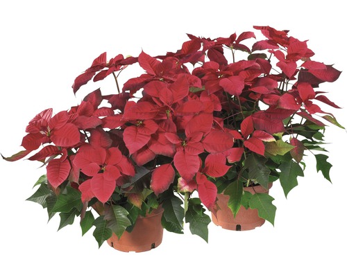 Zwei Weihnachtssterne im Topf