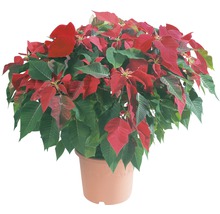 Weihnachtsstern in einem Topf