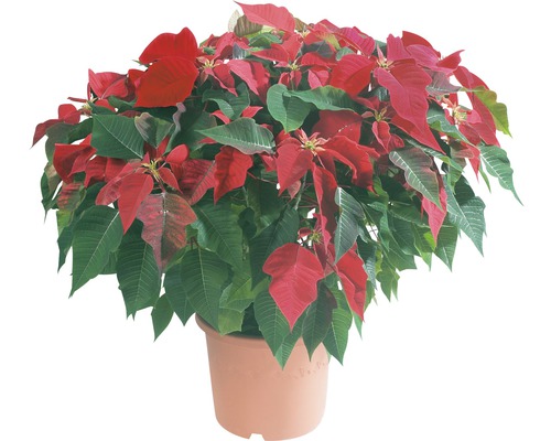 Weihnachtsstern in einem Topf