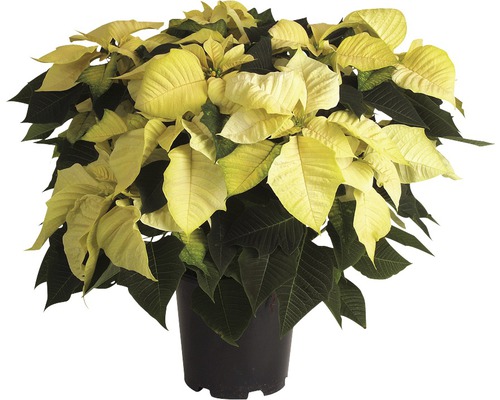 Weihnachtsstern in einem Topf