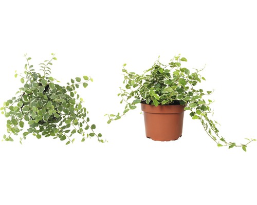 Zwei Ansichten einer Kletterfeige im Topf