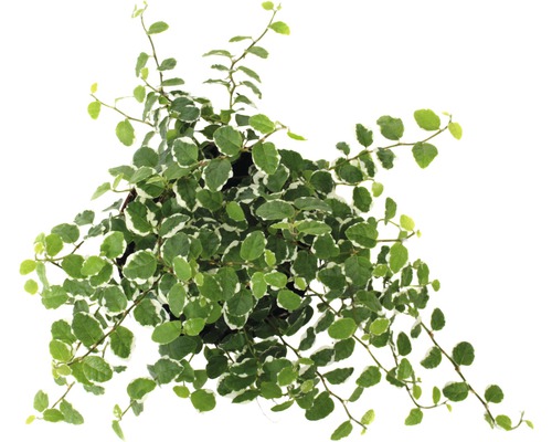 Kletterfeige mit Blättern im Topf