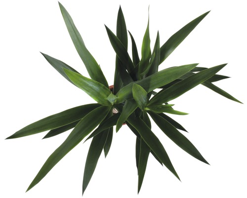 Grüne Zimmerpflanze mit langen, spitzen Blättern in einem Topf.