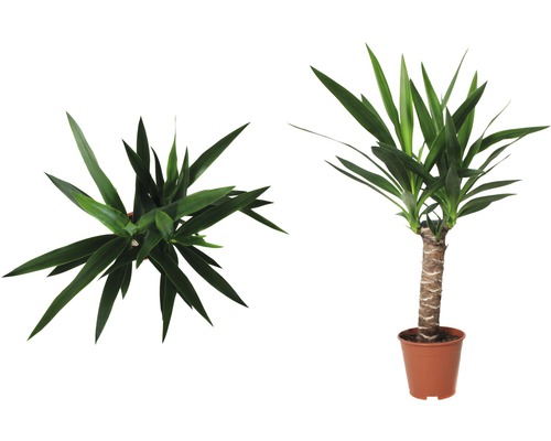 Yucca Palme im Topf, Ansicht von oben und von der Seite