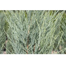 Blauer Säulenwacholder FloraSelf Juniperus scopulorum 'Blue Arrow' H 60-80 cm Co 6 L