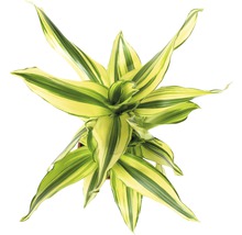 Top-Ansicht einer Zimmerpflanze Dracaena fragrans